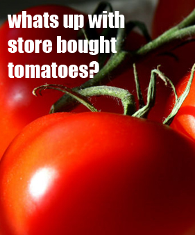 Ripen Store Bought Tomatoes - Livonia, Michigan